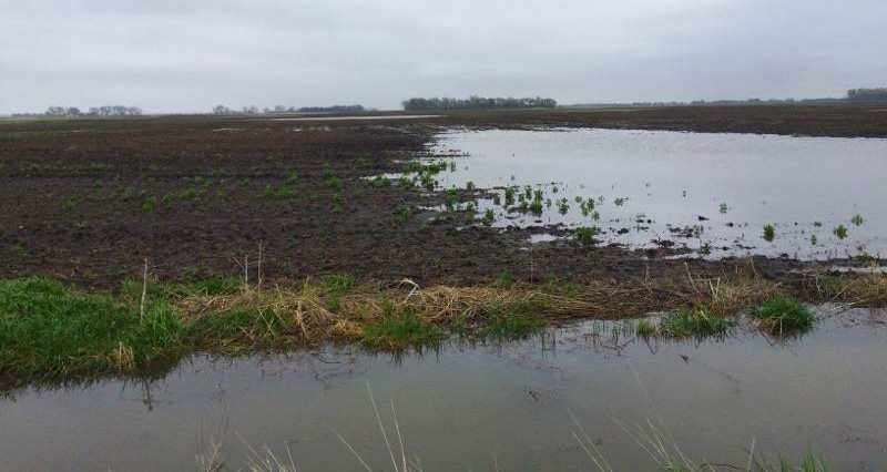 flooded field